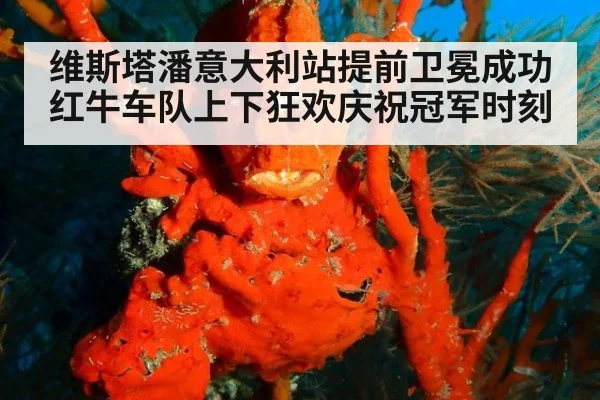 维斯塔潘意大利站提前卫冕成功红牛车队上下狂欢庆祝冠军时刻